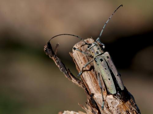 Saperda octopunctata