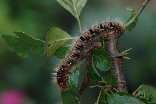 Lasiocampa quercus