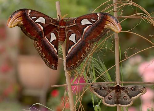 Attacus atlas