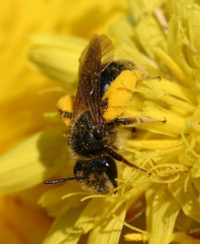 Andrena sp.