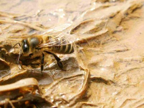 Apis mellifera