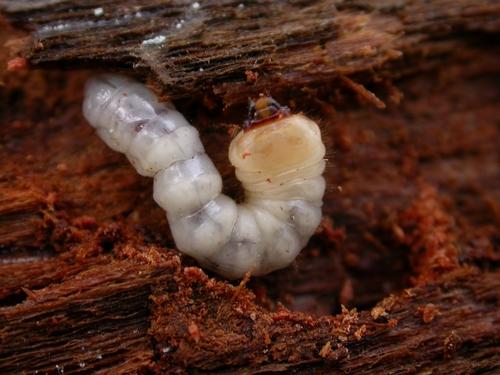 Réf. 18 013 : Acanthocinus griseus