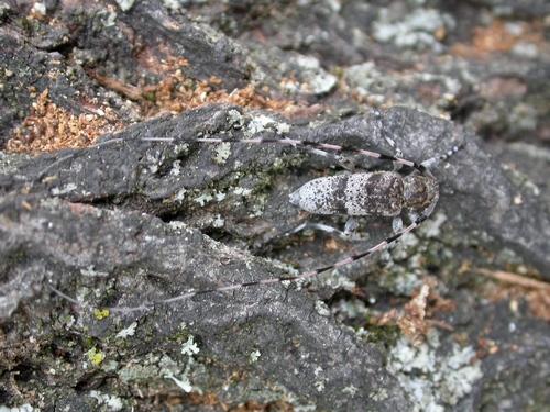 Réf. 18 015 : Acanthocinus griseus