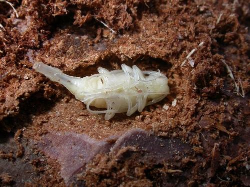Réf. 18 014 : Acanthocinus griseus