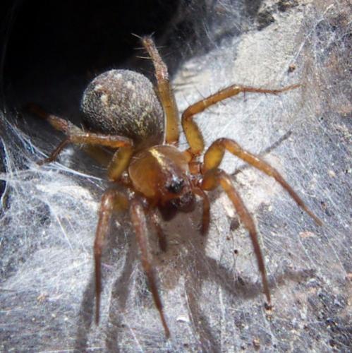 Agelena sp.