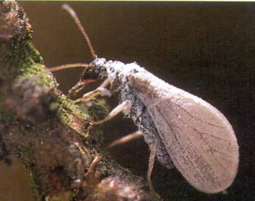 Aleuropteryx loewii