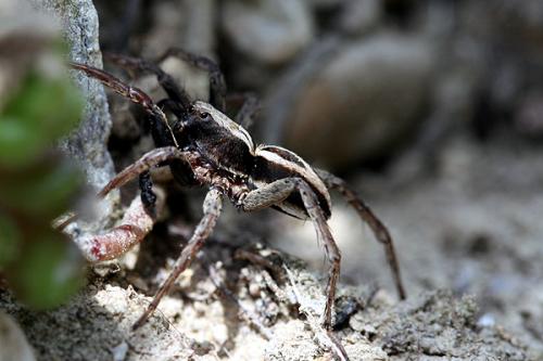 Alopecosa albofasciata