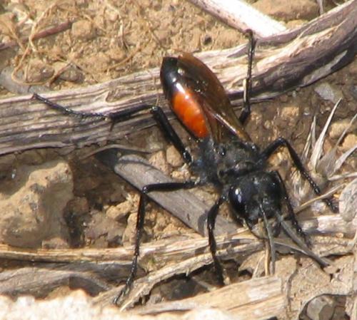 Podalonia sp.
