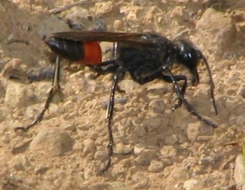 Podalonia sp.