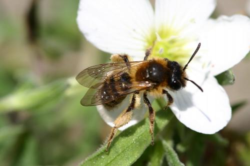 Andrena sp.