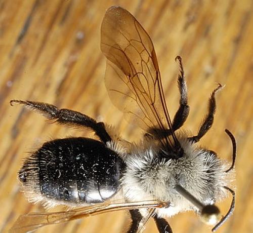 Andrena vaga