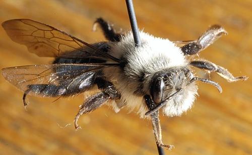 Andrena vaga