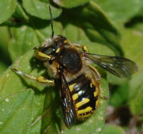 Réf. 18 004 : Anthidium sp.