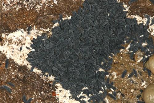 Anurida maritima