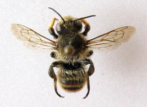 Megachile sp.