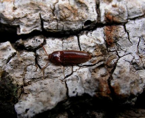 Brachygonus ruficeps