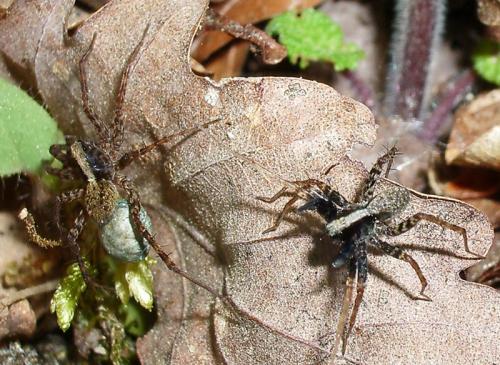Pardosa sp.