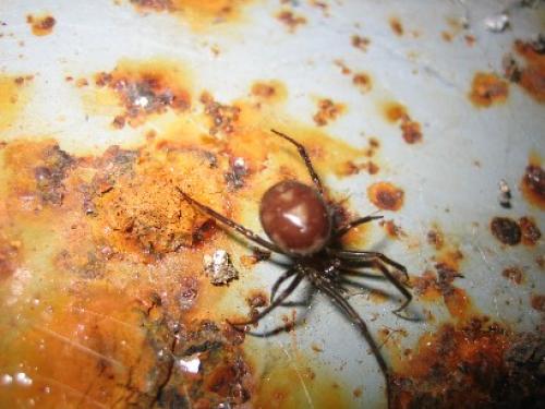 Steatoda grossa