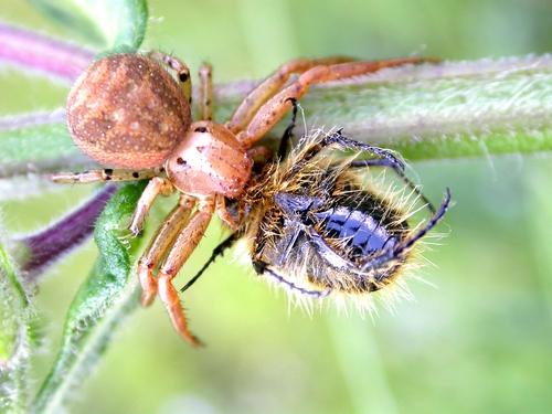 Xysticus sp.