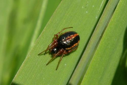 Hypsosinga heri