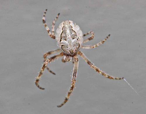 Réf. 18 142 : Larinioides sclopetarius