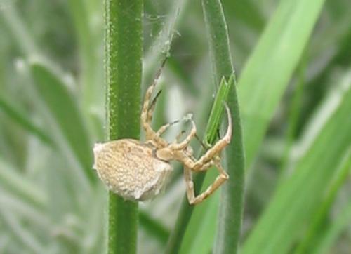 Uloborus walckenaerius