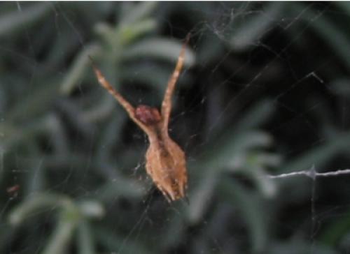 Uloborus walckenaerius