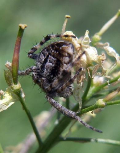 Agalenatea redii