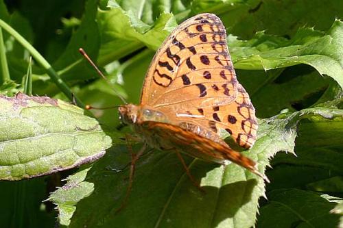 Argynnis adippe