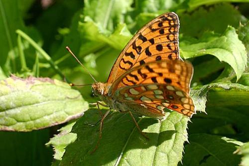 Argynnis adippe