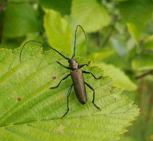 Aromia moschata