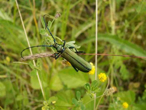 Aromia moschata