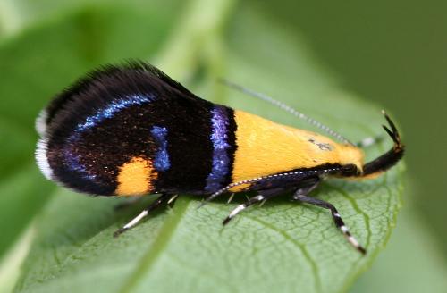 Oecophora bractella