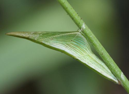Anthocharis cardamines
