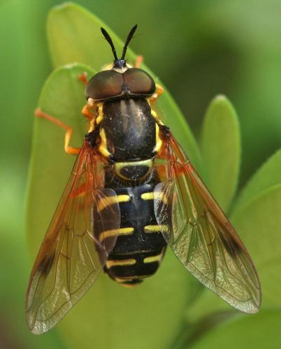 Chrysotoxum festivum