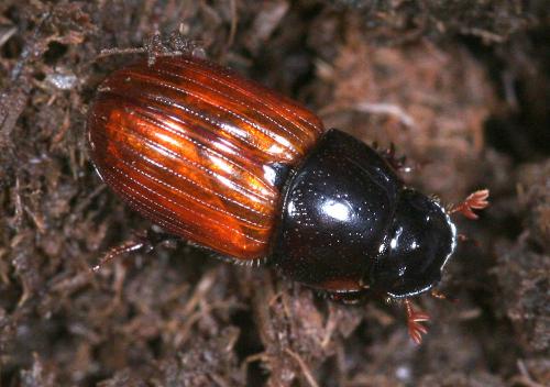 Réf. 18 795 : Aphodius sp.