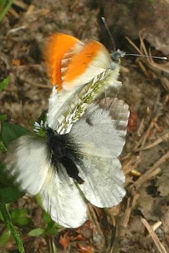 Anthocharis cardamines