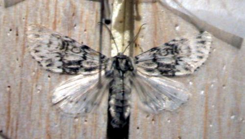 Subacronicta sp.