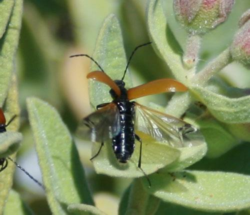 Réf. 18 441 : Omophlus lepturoides