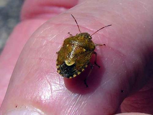 Staria lunata
