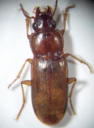 Réf. 18 416 : Pogonistes testaceus