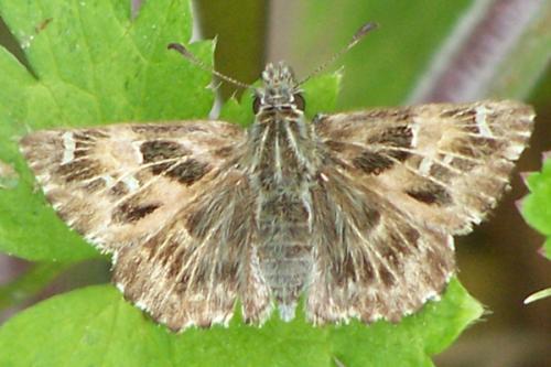 Carcharodus alceae