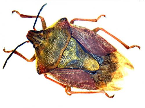 Carpocoris purpureipennis