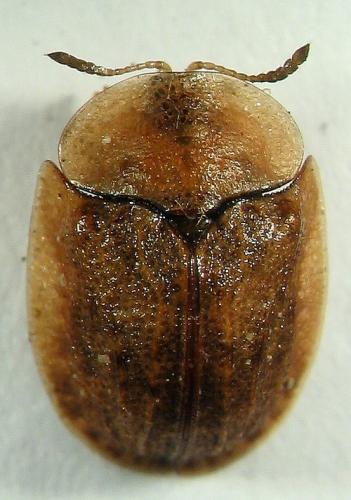Réf. 18 198 : Cassida azurea
