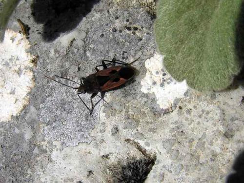 Rhyparochromus sanguineus