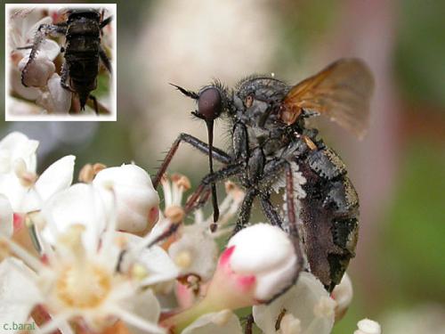Empis tessellata