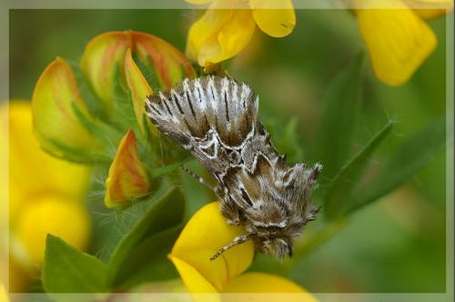 Amephana aurita