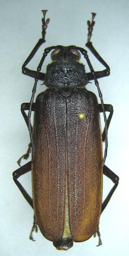 Prinobius myardi