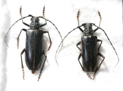 Neoplocaederus scapularis
