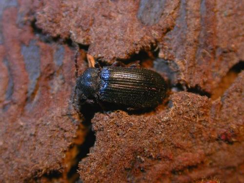 Cerophytum elateroides
